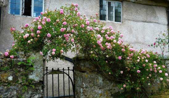 Rose Archway in front of a cottage